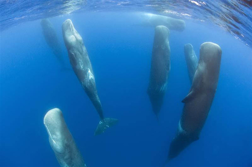 A Pod of Sleeping Sperm Whale
