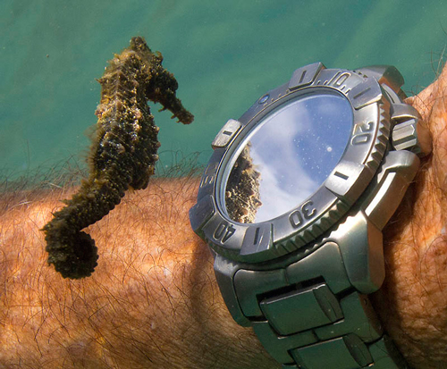 A Seahorse Inspects a Diver’s Watch
