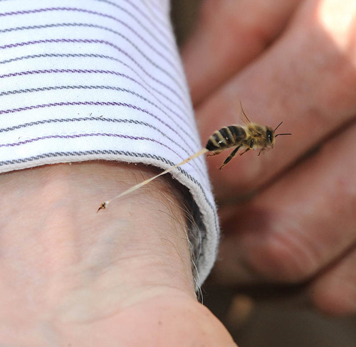 A Honey Bee’s Final Sting