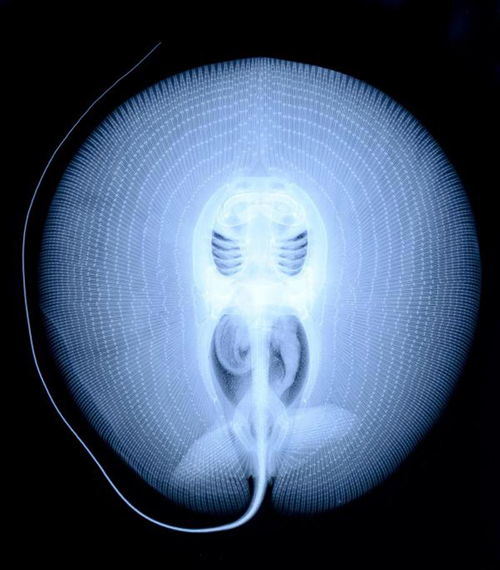 An X-Ray of a Stingray