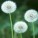 522F7E194D2Eaf873B357707A3E797E2 S 38 D Blank R G