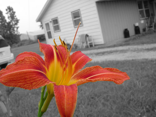 selective color photography-13