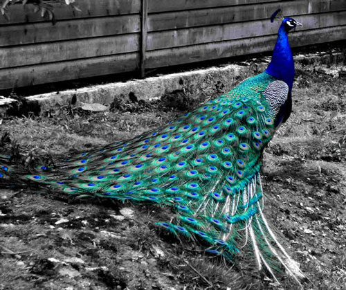 selective color photography-25