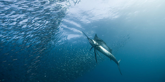 Underwater-Photography-1