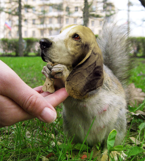 Bassetsquirrel