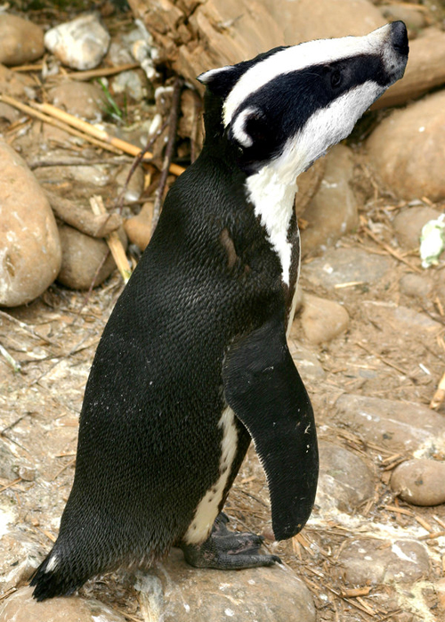Devious Badguin