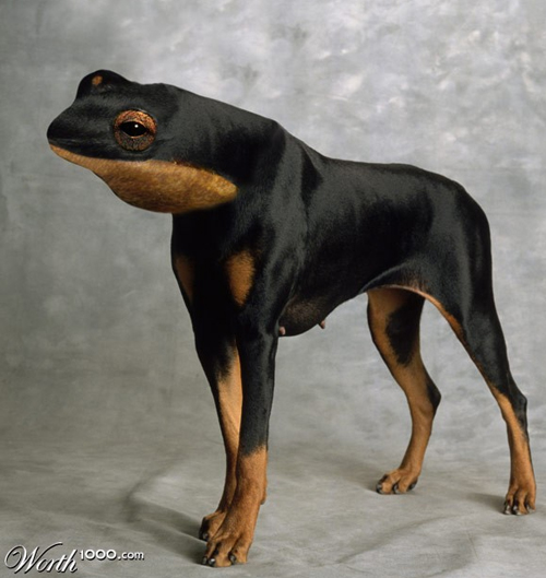 Dobermann