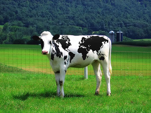 International Cow