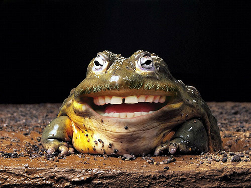 Laughing Frog