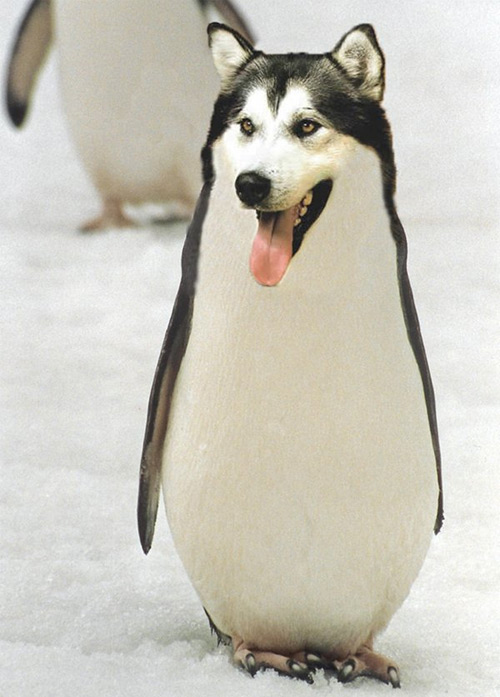 Malamute Penguin