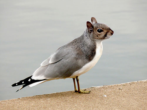 Squirgull