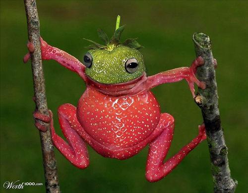 Strawberry Frog