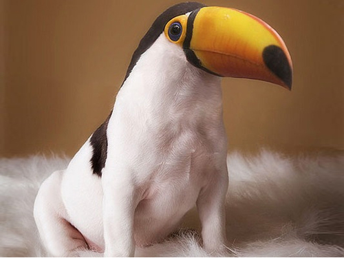 Toucan