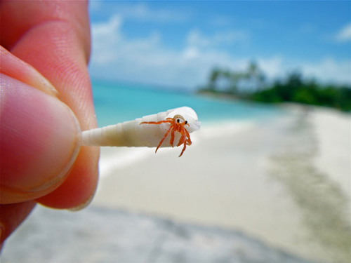 A Tiny Hermit Crab Close-up